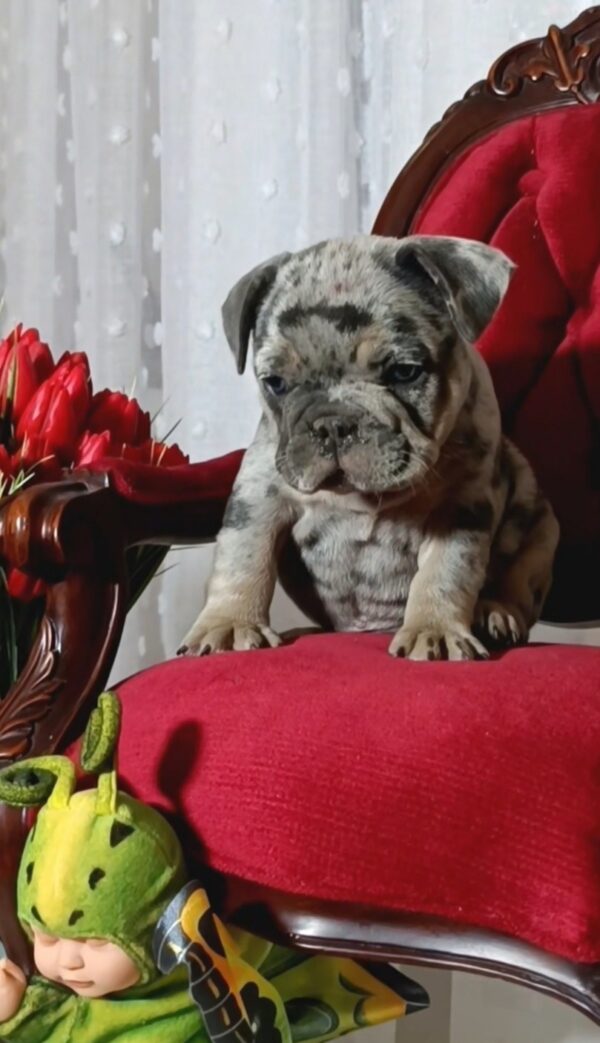 Klodo French Bulldog Klodo French Bulldog