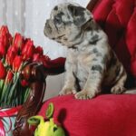 Klodo-male-french-bulldog-puppy-for-sale-1 (3)