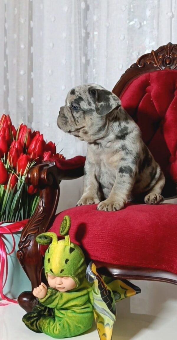Klodo French Bulldog Klodo French Bulldog