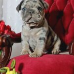 Klodo-male-french-bulldog-puppy-for-sale-1 (4)