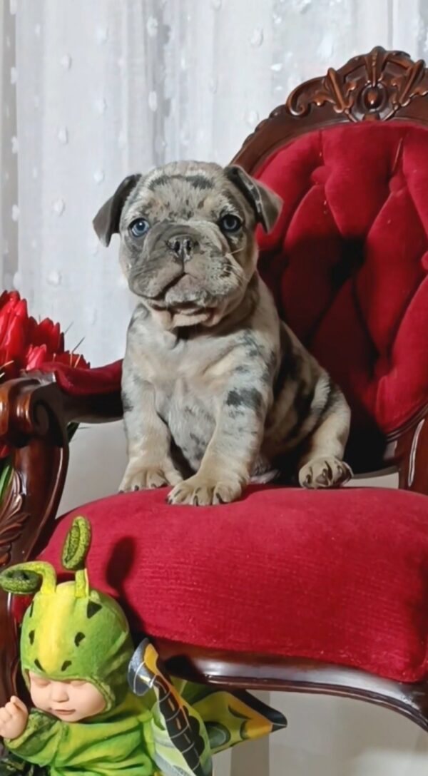 Klodo French Bulldog Klodo French Bulldog