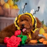 Kobee-male-Poodle-puppy-for-sale-1
