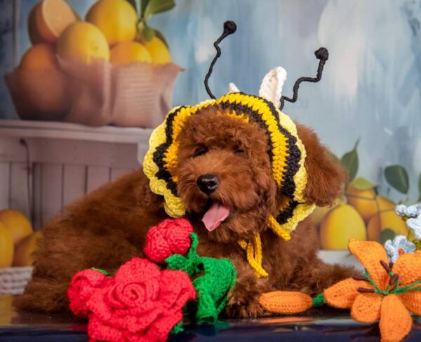 Kobee Toy Poodle Kobee Toy Poodle