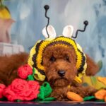 Kobee-male-Poodle-puppy-for-sale-2