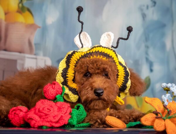 Kobee Toy Poodle Kobee Toy Poodle