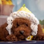 Kobee-male-Poodle-puppy-for-sale-3