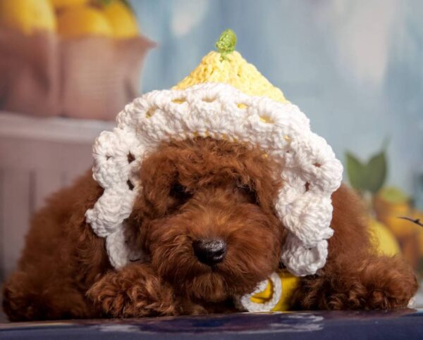 Kobee Toy Poodle Kobee Toy Poodle