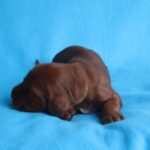 Koda-male-Irish-Setter-puppy-for-sale (1)