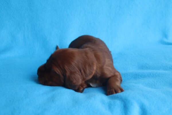 Koda Irish Setter Koda Irish Setter