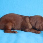 Koda-male-Irish-Setter-puppy-for-sale (2)