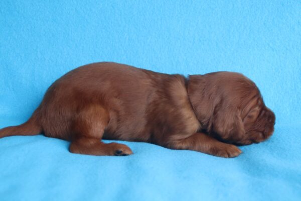 Koda Irish Setter Koda Irish Setter