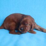 Koda-male-Irish-Setter-puppy-for-sale (3)