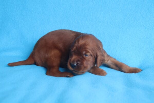 Koda Irish Setter Koda Irish Setter