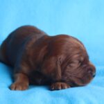 Koda-male-Irish-Setter-puppy-for-sale (4)