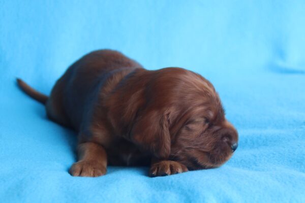 Koda Irish Setter Koda Irish Setter