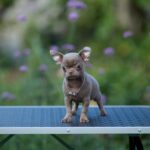 Koko-female-Chihuahua-puppy-for-sale-1