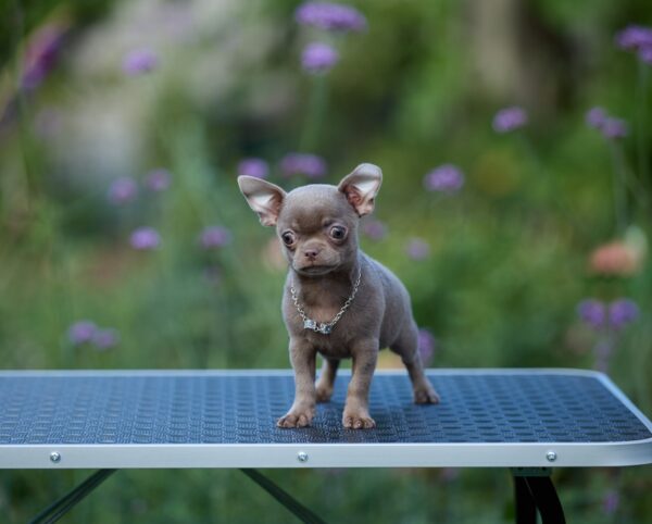 Koko Chihuahua Koko Chihuahua