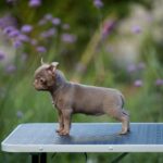 Koko-female-Chihuahua-puppy-for-sale-2