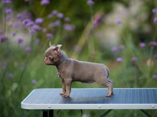 Koko Chihuahua Koko Chihuahua