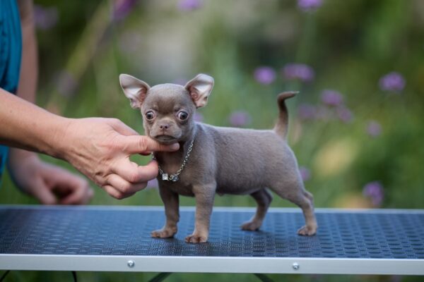 Koko Chihuahua Koko Chihuahua