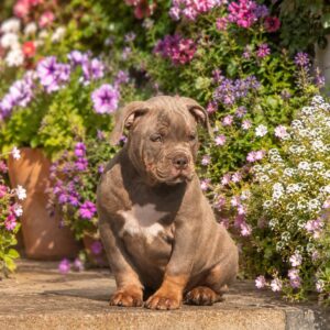 Korben American Bully Korben American Bully