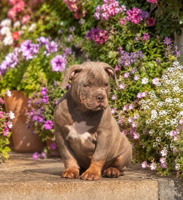 Korben American Bully Korben American Bully