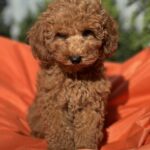 Lam-male-toy-poodle-puppy-for-sale-1 (1)