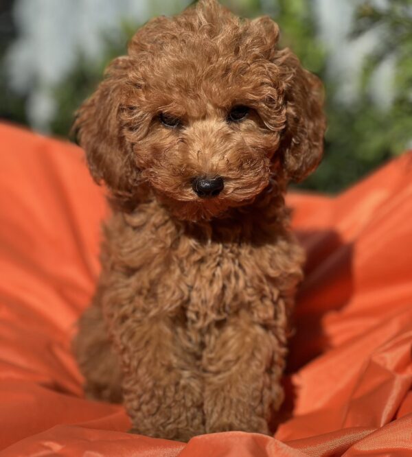 Lam Toy Poodle Lam Toy Poodle