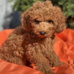 Lam-male-toy-poodle-puppy-for-sale-1 (2)