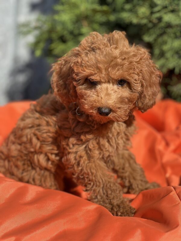 Lam Toy Poodle Lam Toy Poodle