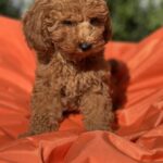 Lam-male-toy-poodle-puppy-for-sale-1 (3)