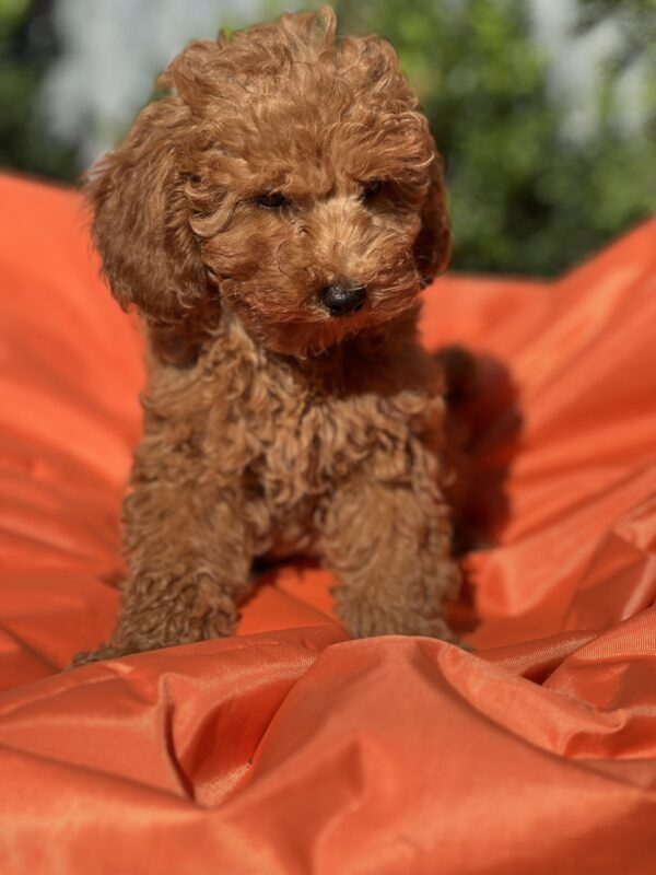 Lam Toy Poodle Lam Toy Poodle