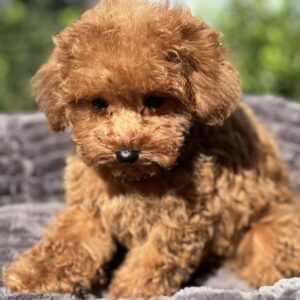 Lamur Toy Poodle Lamur Toy Poodle
