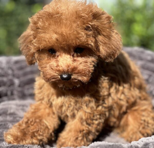 Lamur Toy Poodle Lamur Toy Poodle