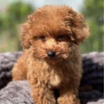 Lamur-male-toy-poodle-puppy-for-sale-1 (2)