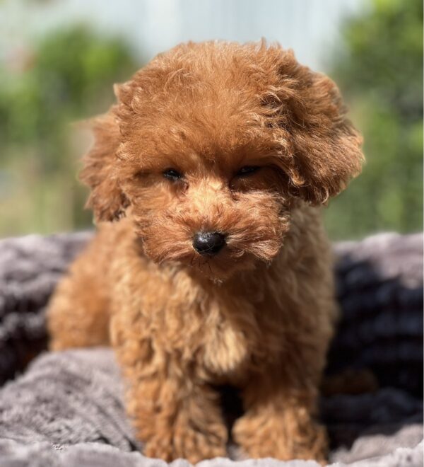 Lamur Toy Poodle Lamur Toy Poodle