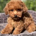 Lamur-male-toy-poodle-puppy-for-sale-1 (3)