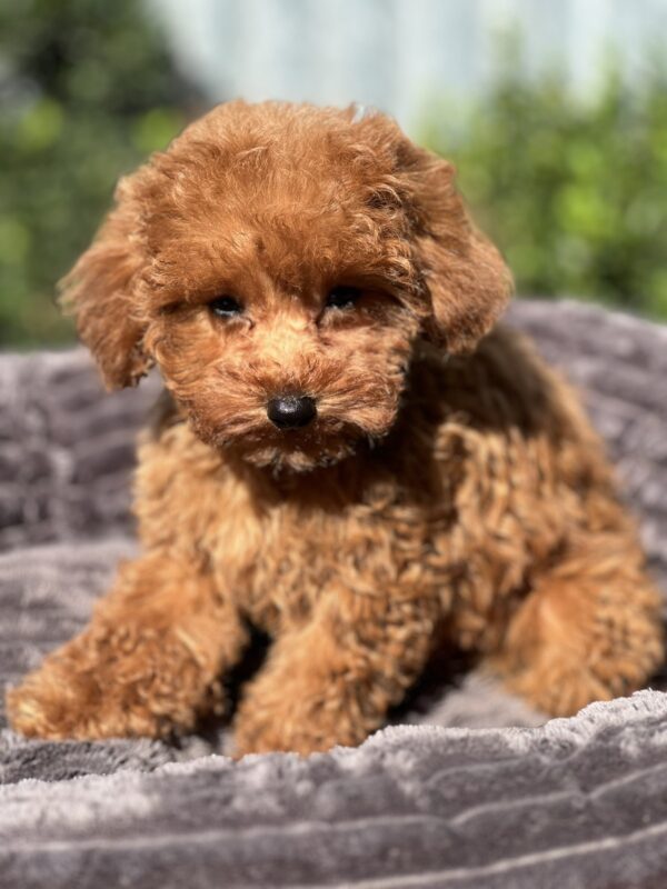 Lamur Toy Poodle Lamur Toy Poodle