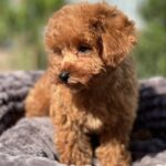 Lamur-male-toy-poodle-puppy-for-sale-1 (4)
