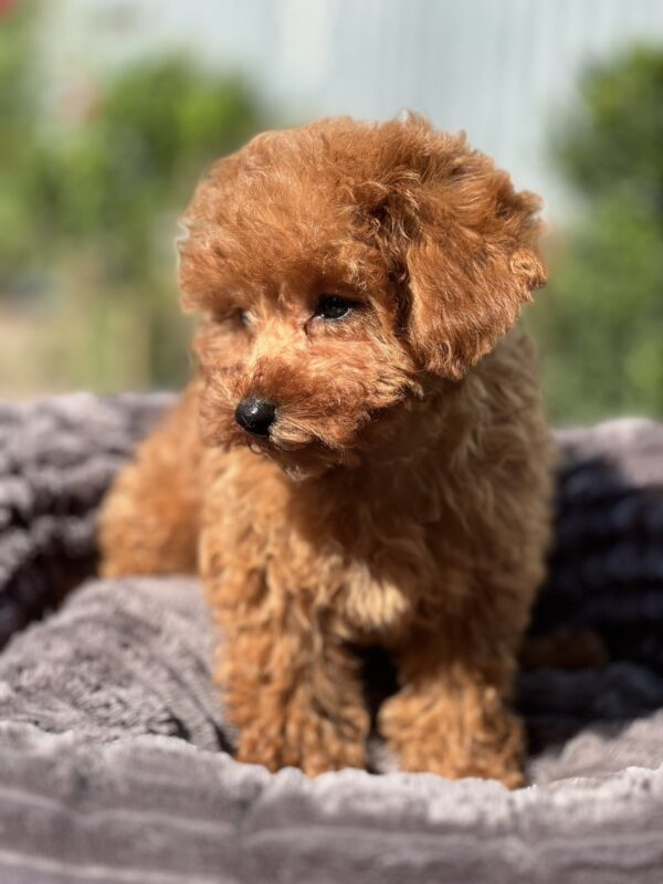 Lamur Toy Poodle Lamur Toy Poodle