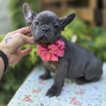 Lanara-female-french-bulldog-puppy-for-sale-1 (1)