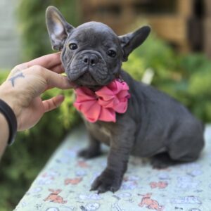 Lanara French Bulldog Lanara French Bulldog