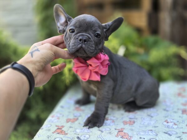 Lanara French Bulldog Lanara French Bulldog