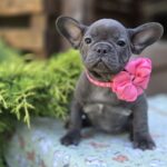 Lanara-female-french-bulldog-puppy-for-sale-1 (2)
