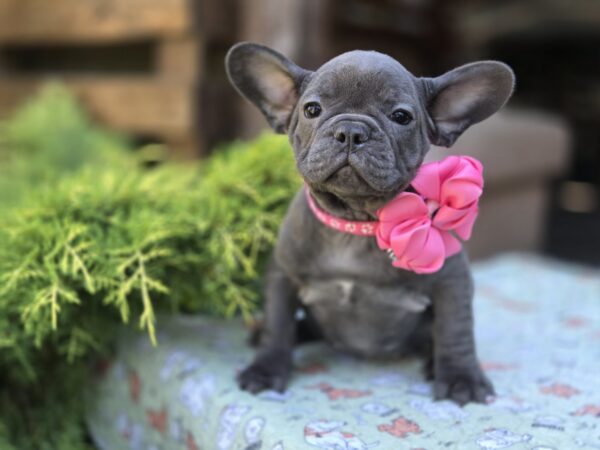 Lanara French Bulldog Lanara French Bulldog