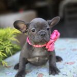 Lanara-female-french-bulldog-puppy-for-sale-1 (5)
