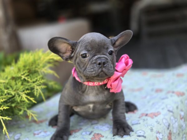 Lanara French Bulldog Lanara French Bulldog