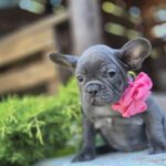 Lanara-female-french-bulldog-puppy-for-sale-1 (6)