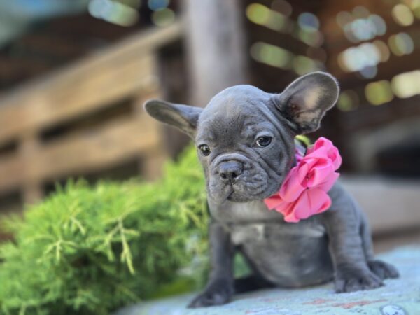 Lanara French Bulldog Lanara French Bulldog