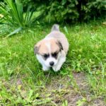 Lancelot-male-Corgi-puppy-for-sale-1
